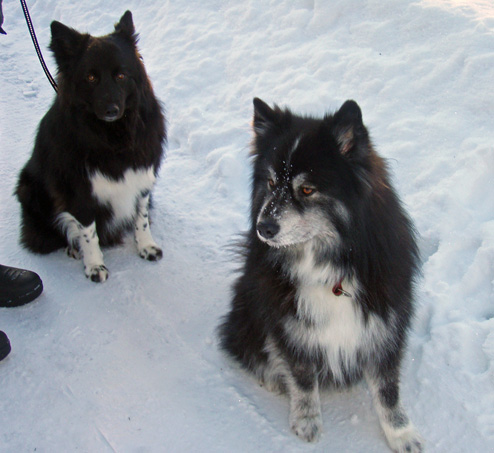 Sammi och Lappen